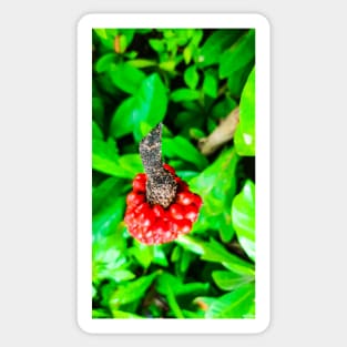 Red peppercorn with bird beak Sticker